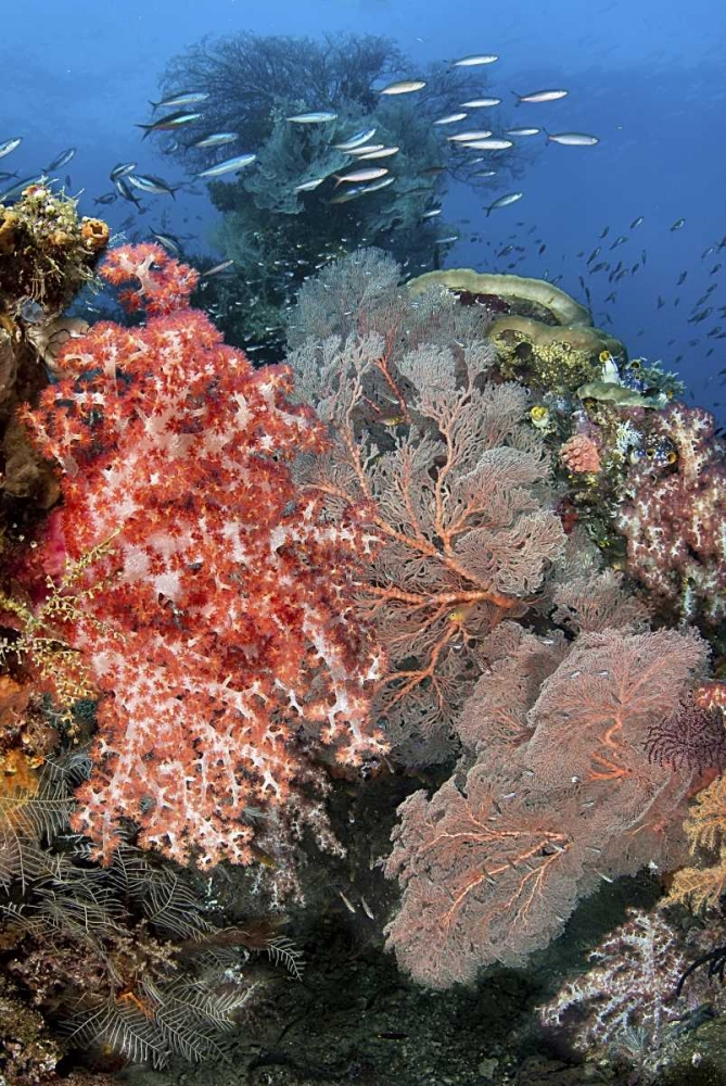 Indonesia, Raja Ampat Underwater fish and coral art print by Jones Shimlock for $57.95 CAD