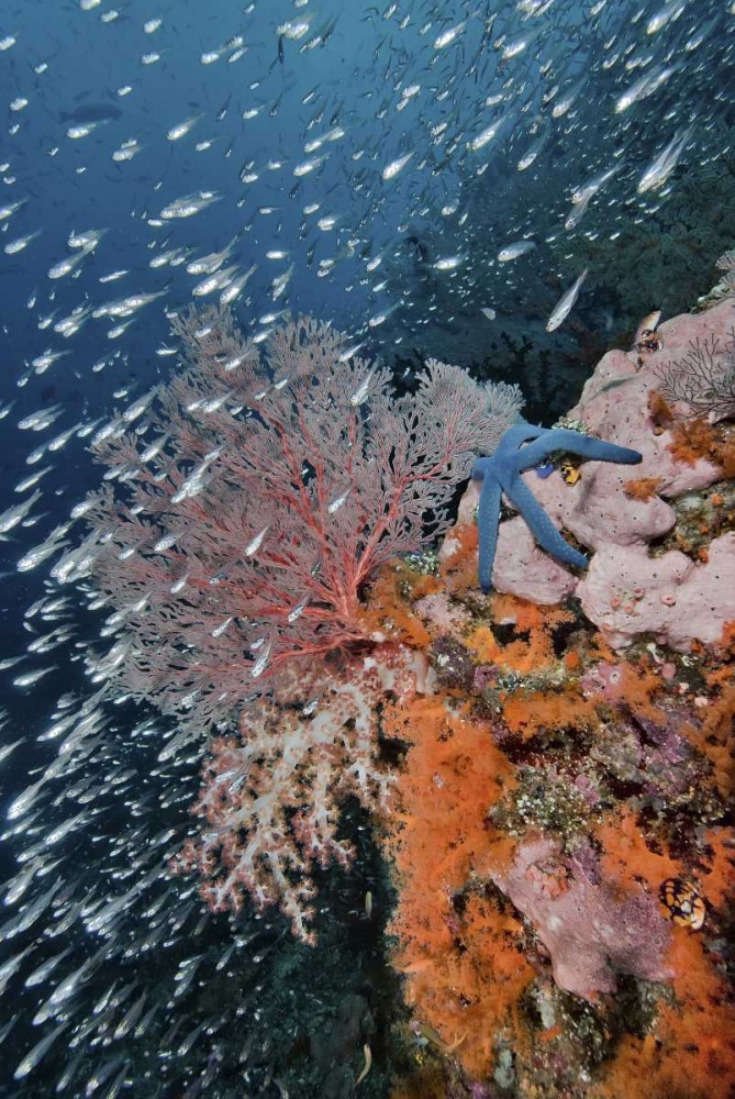 Indonesia, Raja Ampat Underwater fish and coral art print by Jones Shimlock for $57.95 CAD