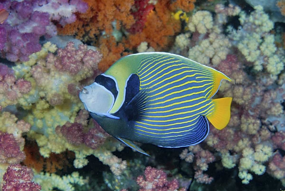 Indonesia, Papua Underwater angelfish and coral art print by Jones Shimlock for $57.95 CAD