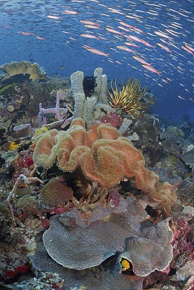 Indonesia, Raja Ampat Underwater fish and coral art print by Jones Shimlock for $57.95 CAD