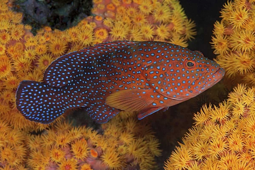 Indonesia, Papua Coral trout fish and coral art print by Jones Shimlock for $57.95 CAD