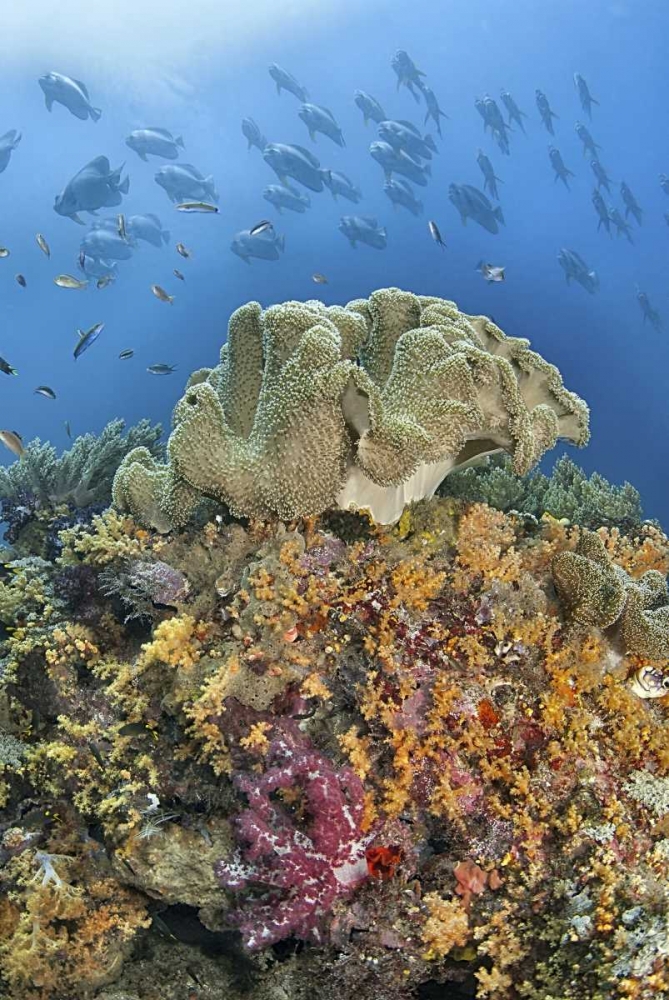 Indonesia, Raja Ampat Underwater fish and coral art print by Jones Shimlock for $57.95 CAD