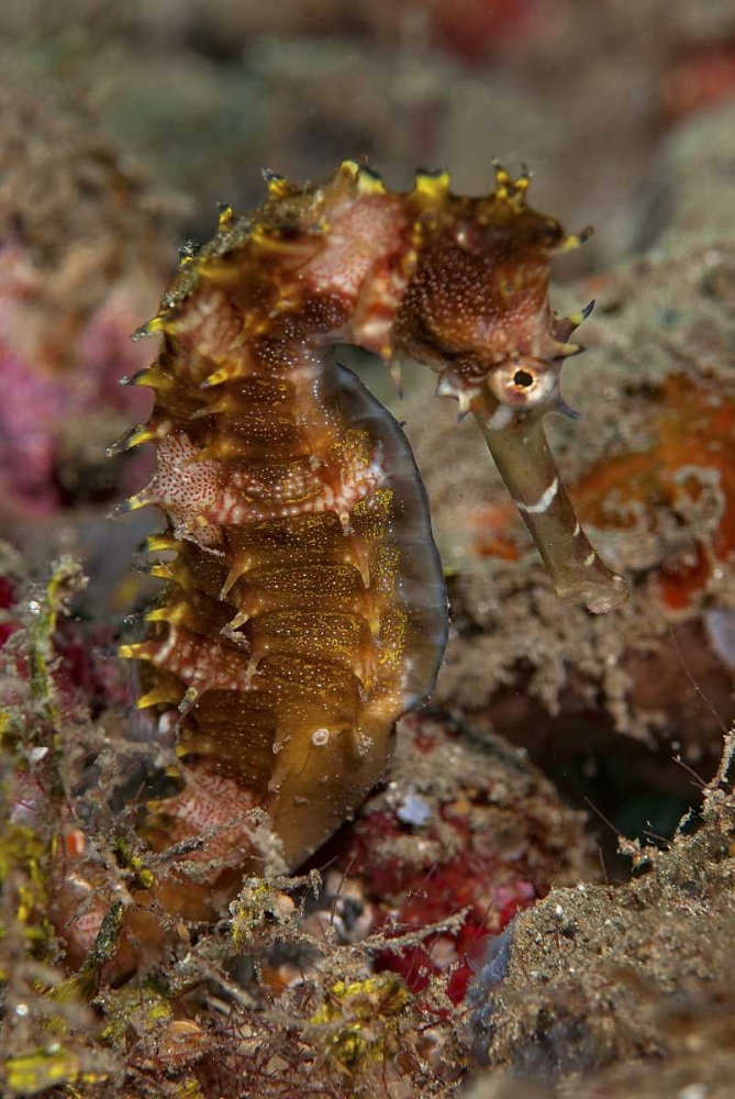 Indonesia, Banda Sea, Ambon Adult spiny seahorse art print by Jones Shimlock for $57.95 CAD