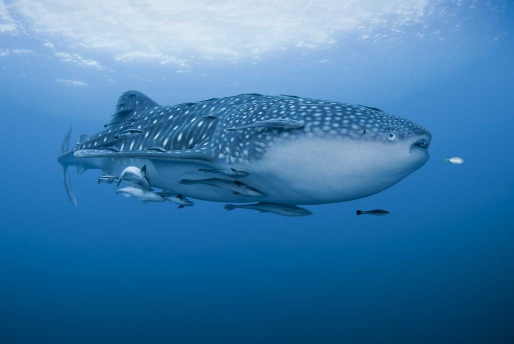 Indonesia, Papua Whale shark and remoras art print by Jones Shimlock for $57.95 CAD