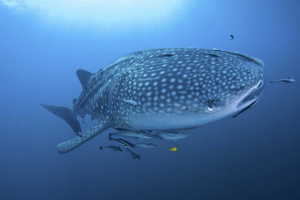 Indonesia, Papua Whale shark and remoras art print by Jones Shimlock for $57.95 CAD