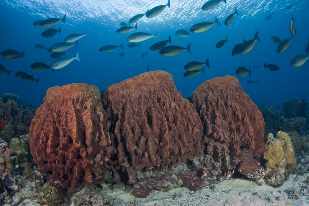 Indonesia, Papua Fish swims over three sponges art print by Jones Shimlock for $57.95 CAD