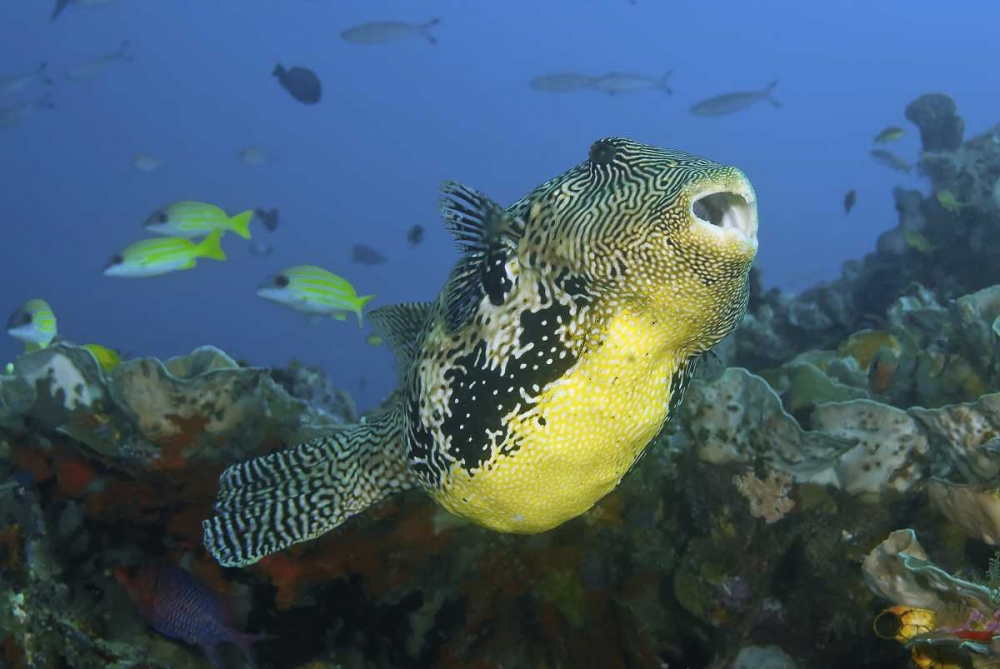 Indonesia, Papua, Raja Ampat Pufferfish art print by Jones Shimlock for $57.95 CAD