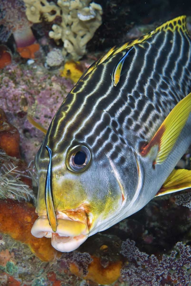 Indonesia, Papua A cleaner fish at sweetlip fish art print by Jones Shimlock for $57.95 CAD