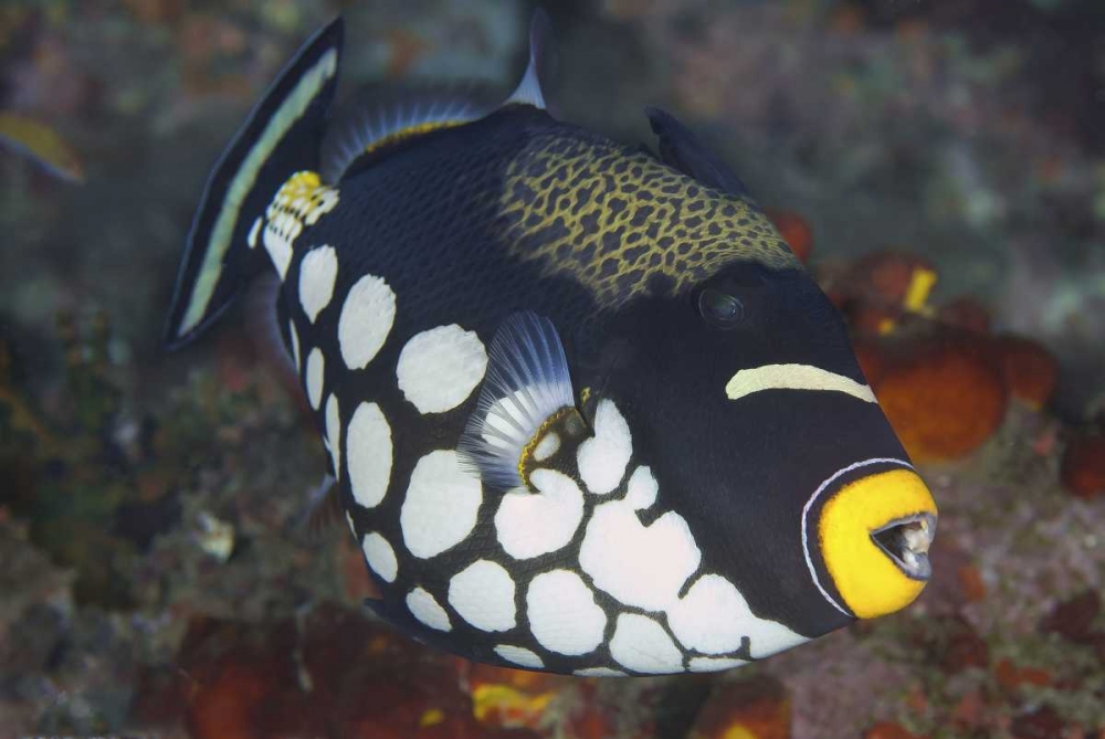 Indonesia, Papua, Raja Ampat Triggerfish art print by Jones Shimlock for $57.95 CAD