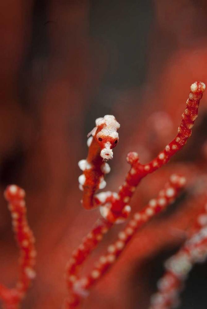 Indonesia, Papua Seahorse turns color of coral art print by Jones Shimlock for $57.95 CAD