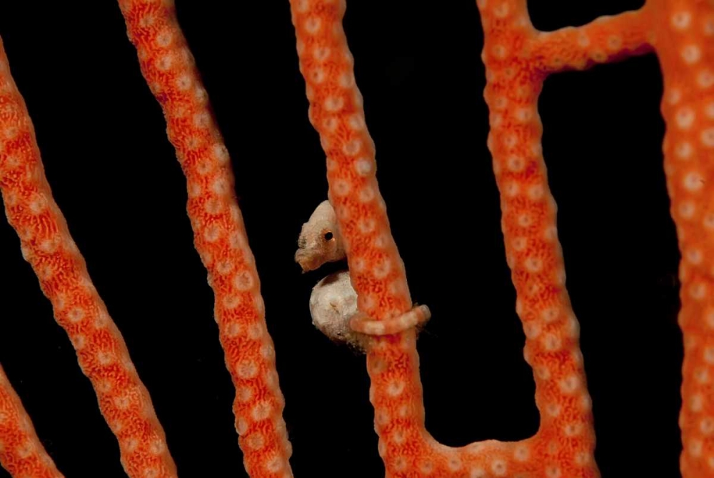 Indonesia, Papua The worlds smallest seahorse art print by Jones Shimlock for $57.95 CAD