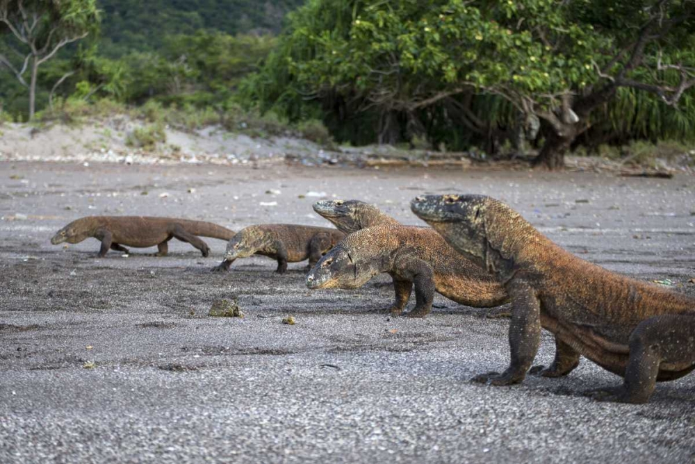 Indonesia, Rinca Island, Komodo NP Komodo dragon art print by Jones Shimlock for $57.95 CAD