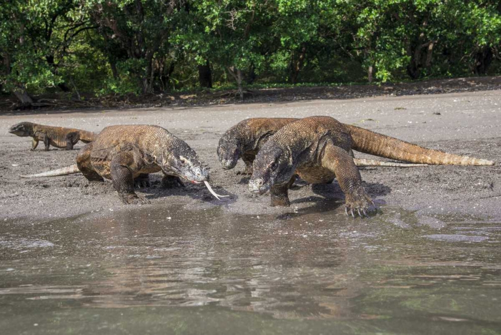 Indonesia, Rinca Island, Komodo NP Komodo dragon art print by Jones Shimlock for $57.95 CAD