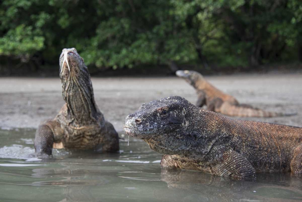 Indonesia, Rinca Island, Komodo NP Komodo dragon art print by Jones Shimlock for $57.95 CAD