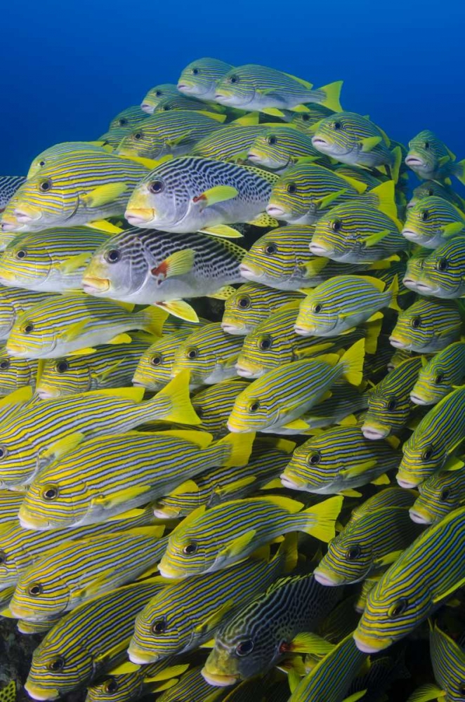 Indonesia, Papua, Raja Ampat Sweetlips fish art print by Jones Shimlock for $57.95 CAD
