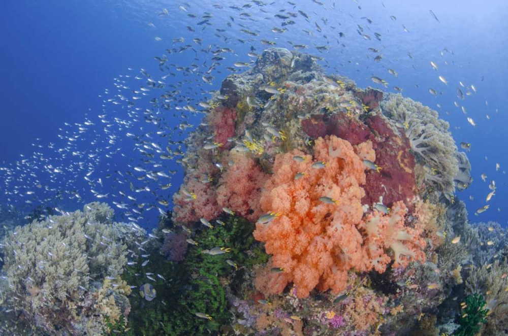 Indonesia, Papua, Raja Ampat Fish around coral art print by Jones Shimlock for $57.95 CAD