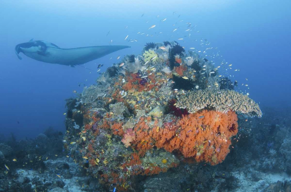 Indonesia, Papua, Dampier Strait Manta ray art print by Jones Shimlock for $57.95 CAD