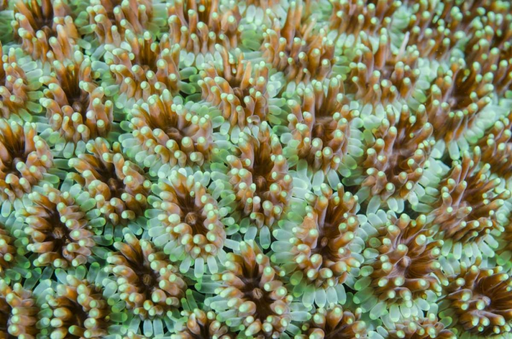 Indonesia, Komodo NP Close-up of anemones art print by Jones Shimlock for $57.95 CAD