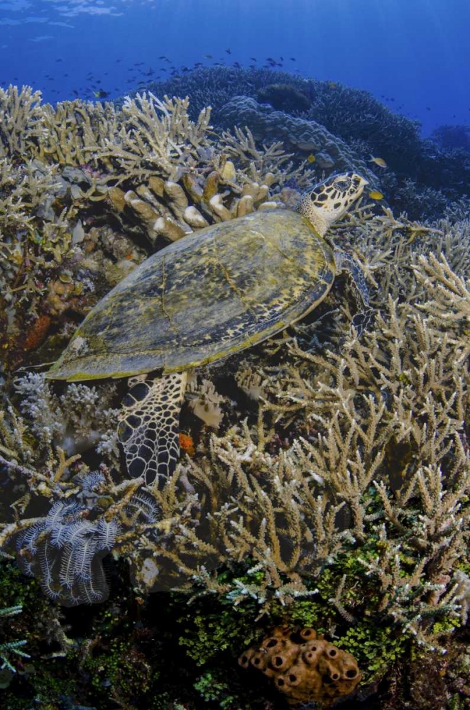Indonesia, Komodo NP Turtle swims over coral art print by Jones Shimlock for $57.95 CAD