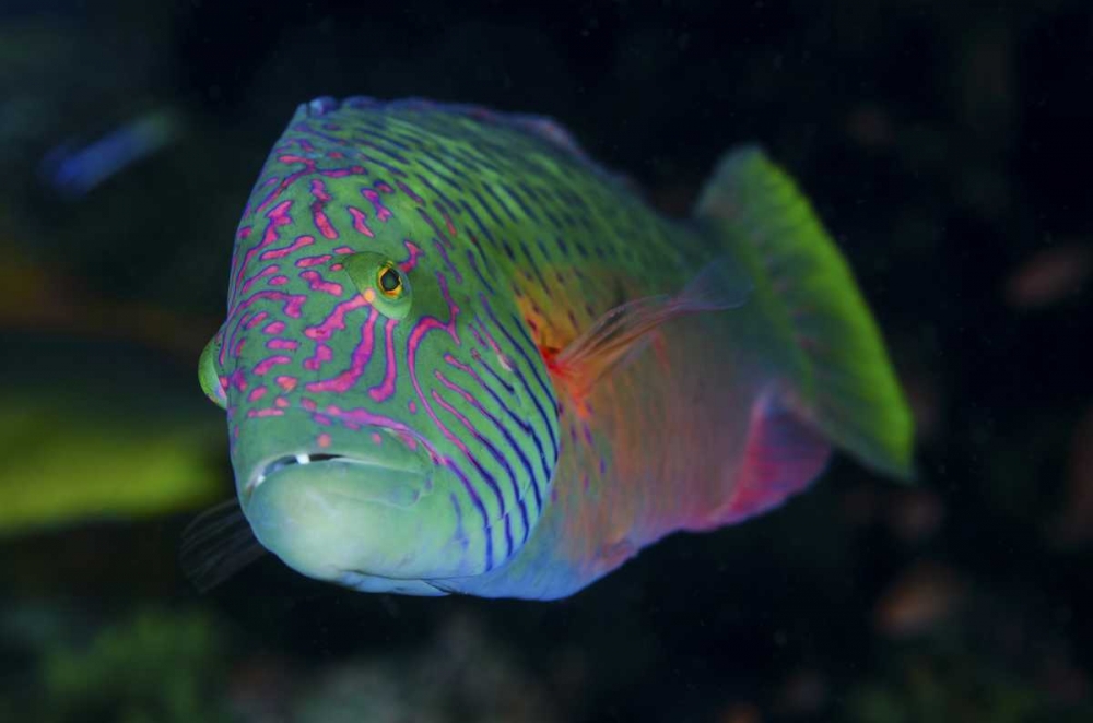 Indonesia, Komodo NP Colorful wrasse fish art print by Jones Shimlock for $57.95 CAD