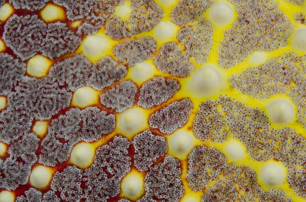 Indonesia, Lembeh Strait Sea star patterns art print by Jones Shimlock for $57.95 CAD