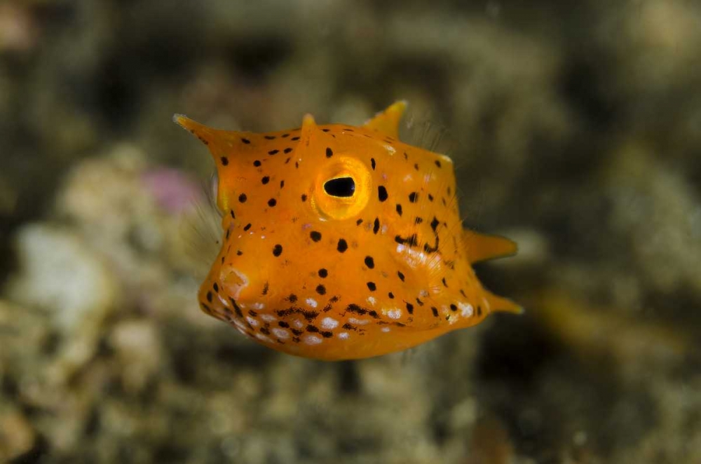 Indonesia, Lembeh Strait Of juvenile cowfish art print by Jones Shimlock for $57.95 CAD
