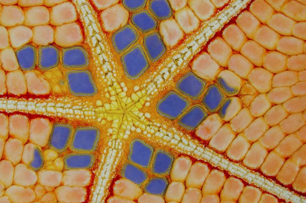 Indonesia, Lembeh Strait Patterns on sea star art print by Jones Shimlock for $57.95 CAD