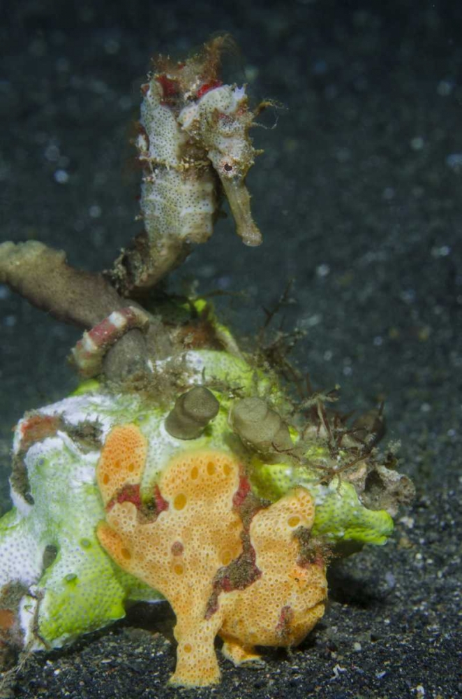 Indonesia Camouflaged frogfish and sea horse art print by Jones Shimlock for $57.95 CAD
