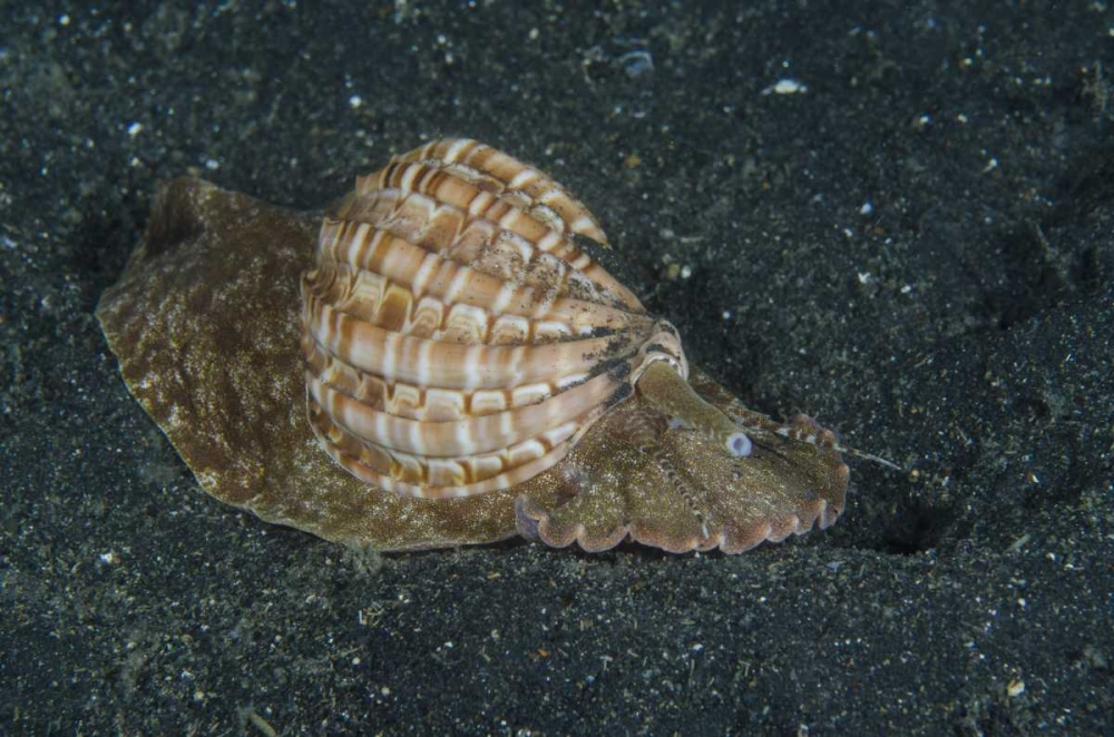 Indonesia, Lembeh Strait Mollusk on sea floor art print by Jones Shimlock for $57.95 CAD