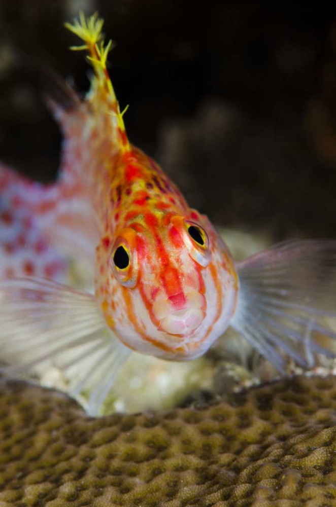 Indonesia, Papua, Cenderawasih Bay Hawkfish art print by Jones Shimlock for $57.95 CAD
