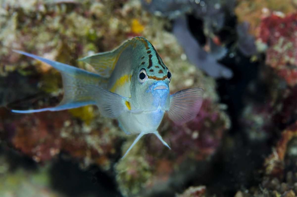 Indonesia, Papua, Cenderawasih Bay Angelfish art print by Jones Shimlock for $57.95 CAD