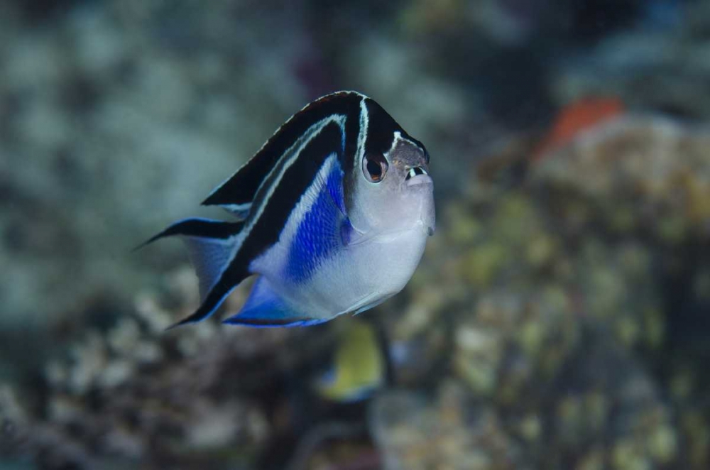Indonesia, Papua, Cenderawasih Bay Angelfish art print by Jones Shimlock for $57.95 CAD