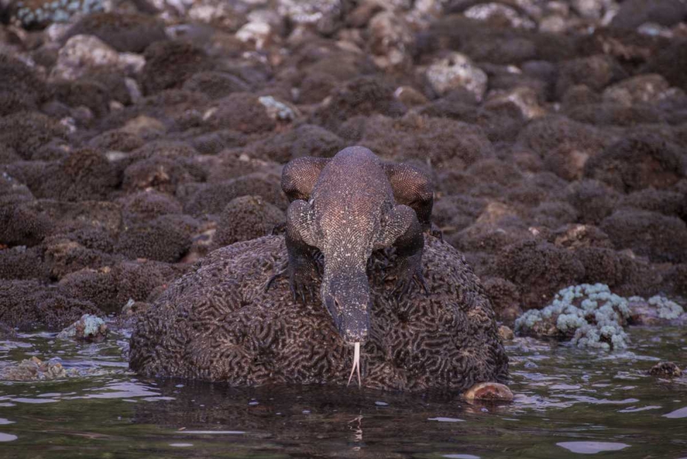 Indonesia, Komodo NP Komodo dragon on shore art print by Jones Shimlock for $57.95 CAD