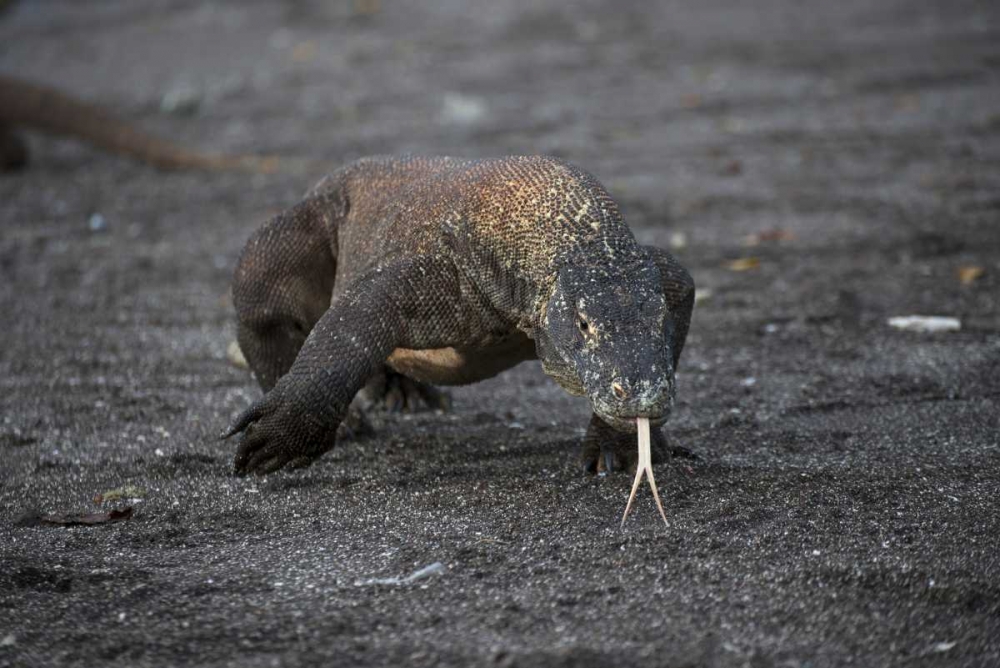 Indonesia, Rinca Island, Komodo NP Komodo dragon art print by Jones Shimlock for $57.95 CAD