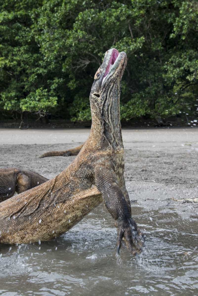 Indonesia, Rinca Island, Komodo NP Komodo dragon art print by Jones Shimlock for $57.95 CAD