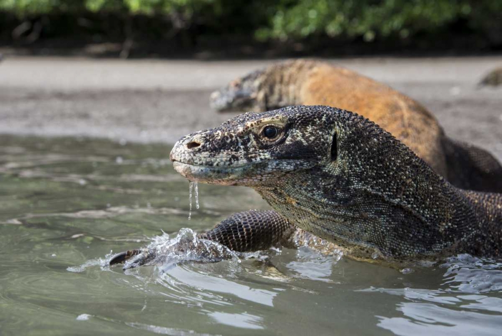 Indonesia, Rinca Island, Komodo NP Komodo dragon art print by Jones Shimlock for $57.95 CAD