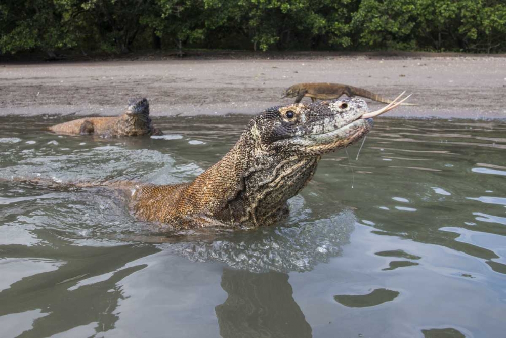 Indonesia, Rinca Island, Komodo NP Komodo dragon art print by Jones Shimlock for $57.95 CAD