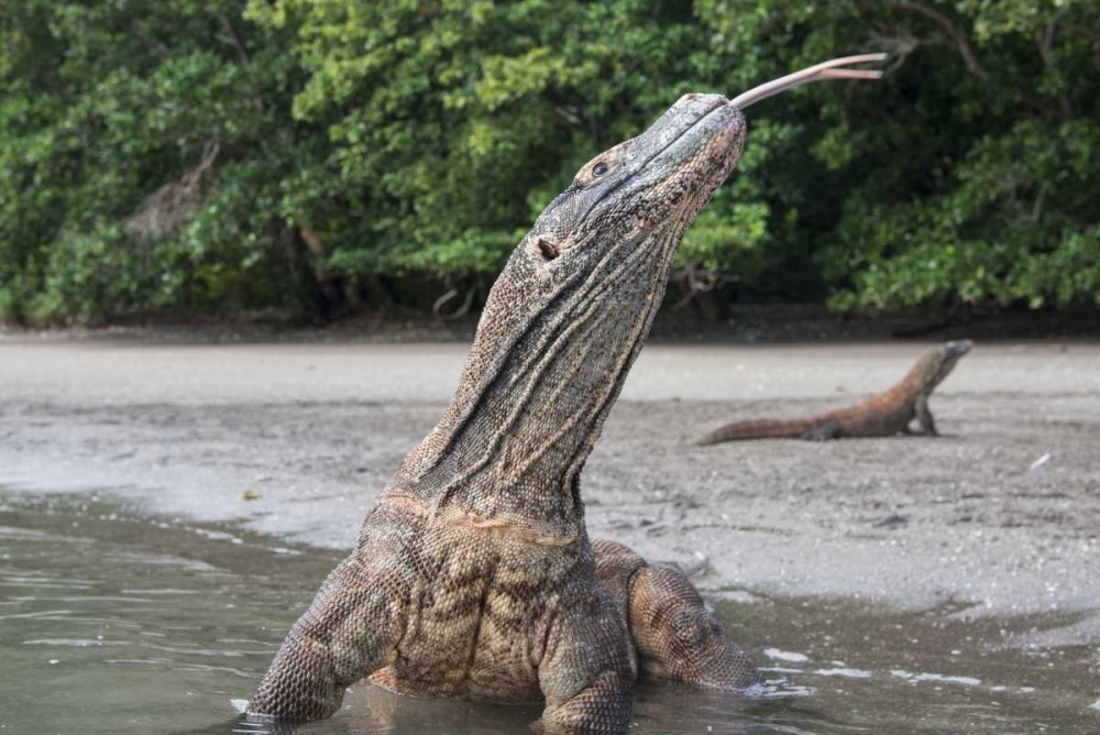 Indonesia, Rinca Island, Komodo NP Komodo dragon art print by Jones Shimlock for $57.95 CAD