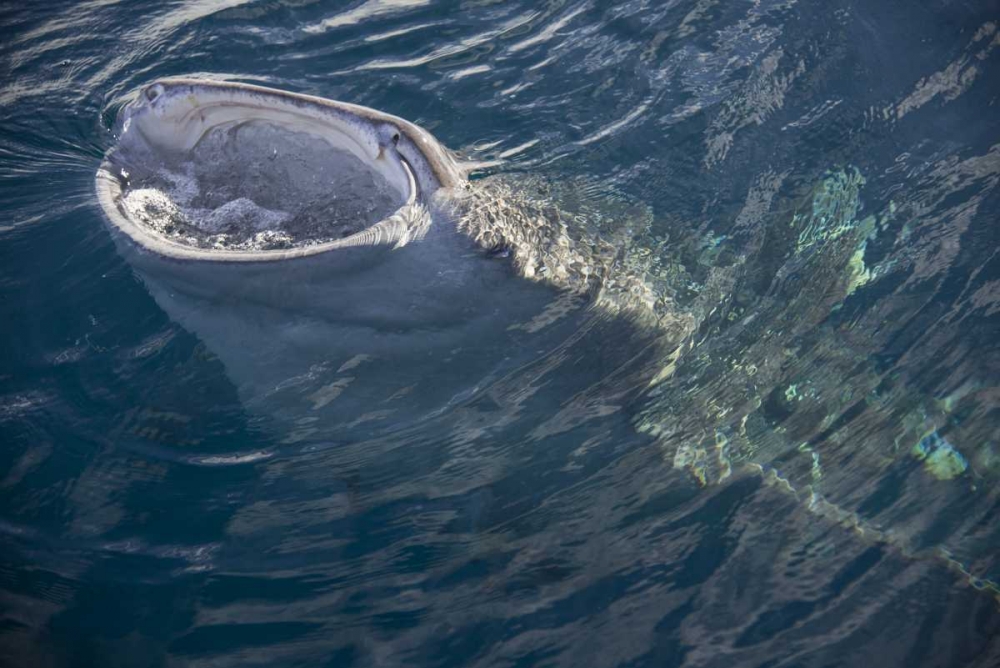 Indonesia, Papua, Cenderawasih Bay Whale shark art print by Jones Shimlock for $57.95 CAD