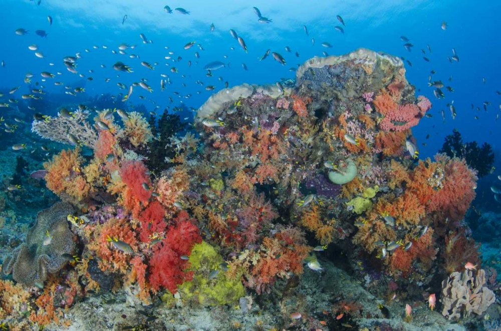 Indonesia, Papua, Raja Ampat Fish around coral art print by Jones Shimlock for $57.95 CAD