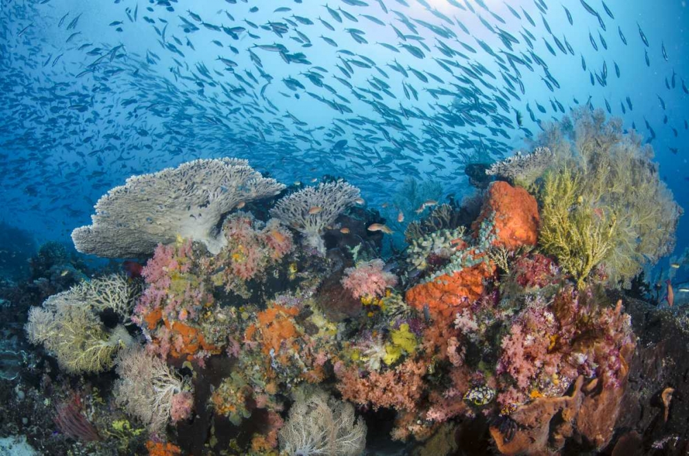 Indonesia, Papua, Raja Ampat Fish around coral art print by Jones Shimlock for $57.95 CAD