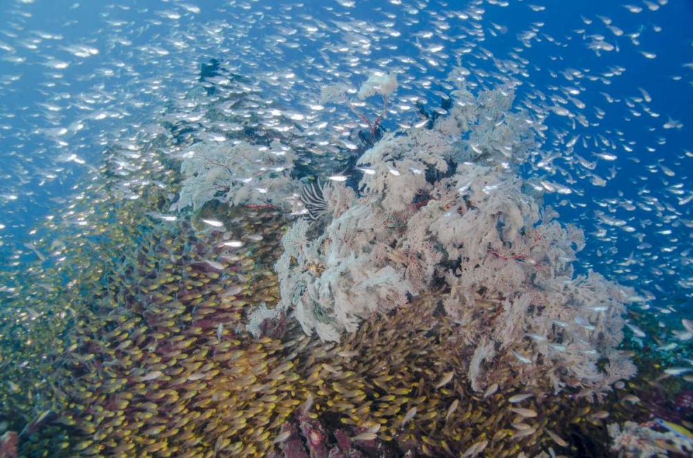 Indonesia, Komodo NP Fish schooling over a reef art print by Jones Shimlock for $57.95 CAD