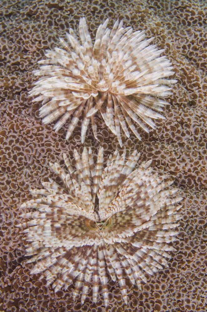 Indonesia, Komodo NP Close-up of tube worms art print by Jones Shimlock for $57.95 CAD