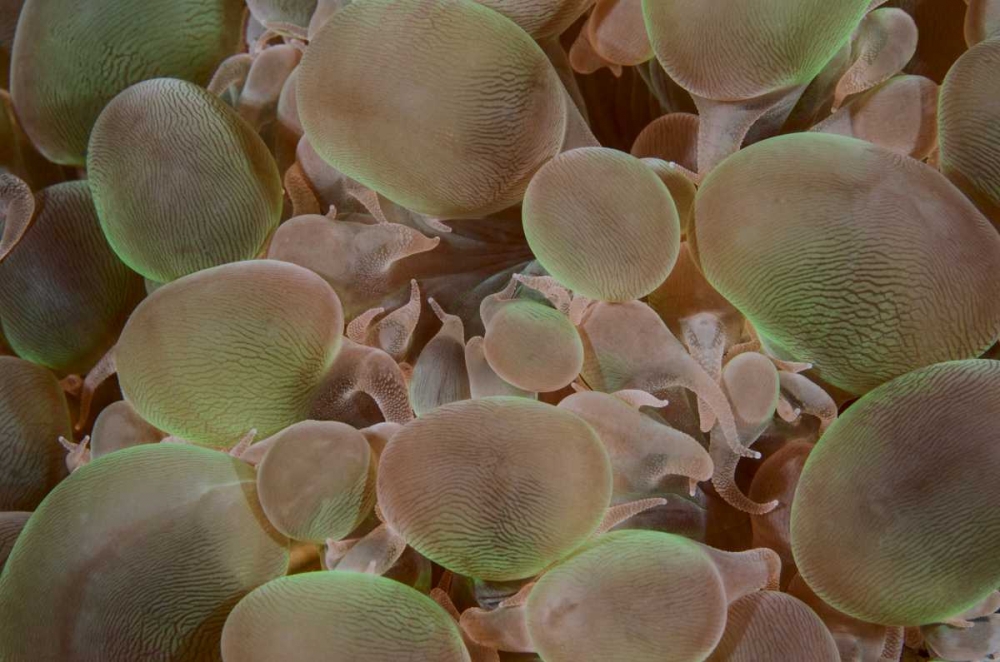 Indonesia, Komodo NP Close-up of hard coral art print by Jones Shimlock for $57.95 CAD