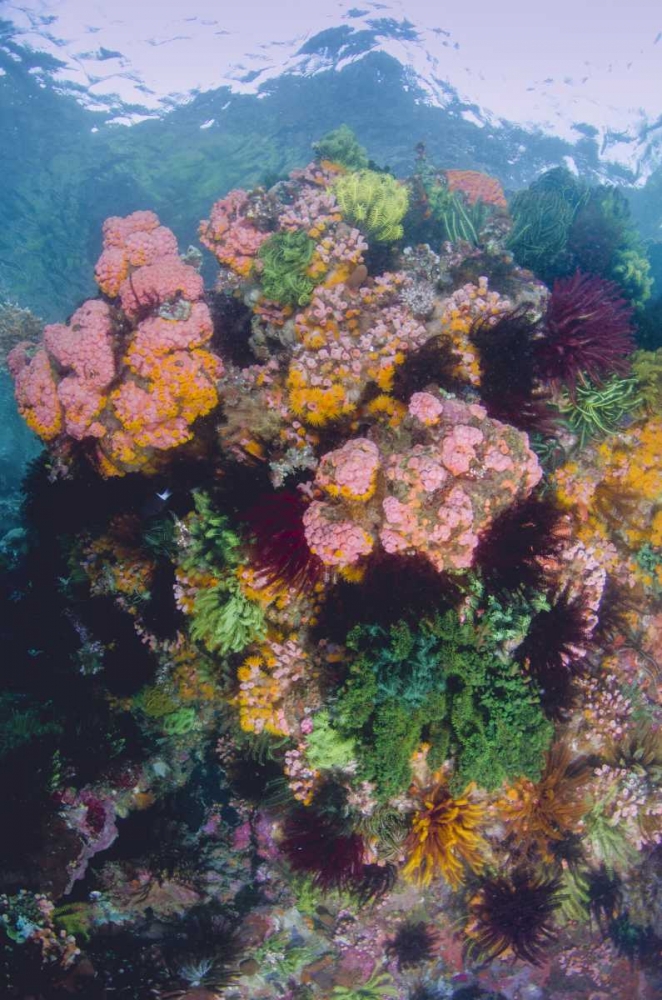 Indonesia, Komodo NP Close-up of coral reef art print by Jones Shimlock for $57.95 CAD