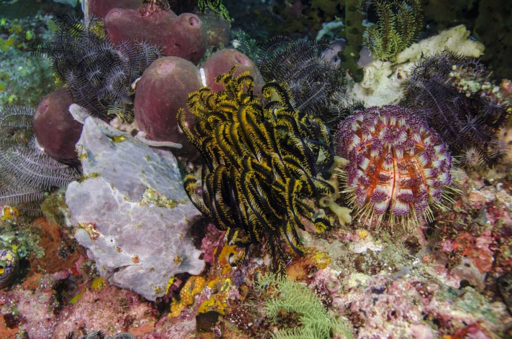 Indonesia, Komodo NP White frogfish on coral art print by Jones Shimlock for $57.95 CAD
