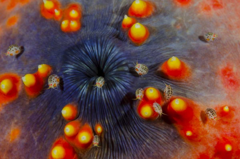 Indonesia, Komodo NP Ostracods on sea cucumber art print by Jones Shimlock for $57.95 CAD