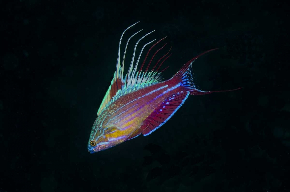 Indonesia, Sulawesi, Lembeh Strait Wrasse fish art print by Jones Shimlock for $57.95 CAD