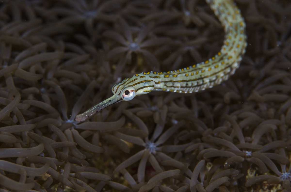 Indonesia, Sulawesi, Pipefish swimming over coral art print by Jones Shimlock for $57.95 CAD