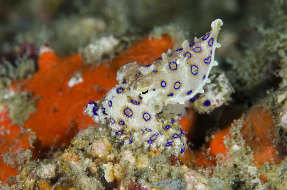 Indonesia, Papua, Raja Ampat Blue-ringed octopus art print by Jones Shimlock for $57.95 CAD
